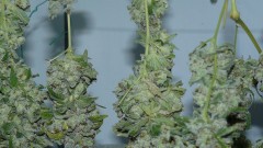 vk harvest part 1 017