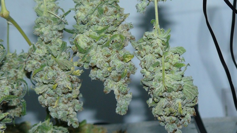 vk harvest part 1 018