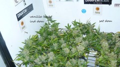 vk harvest part 1 019