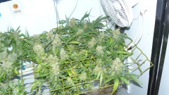 vk harvest part 1 020