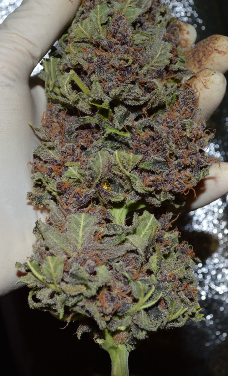 purpmoonrockz resin some more (1) - Copy