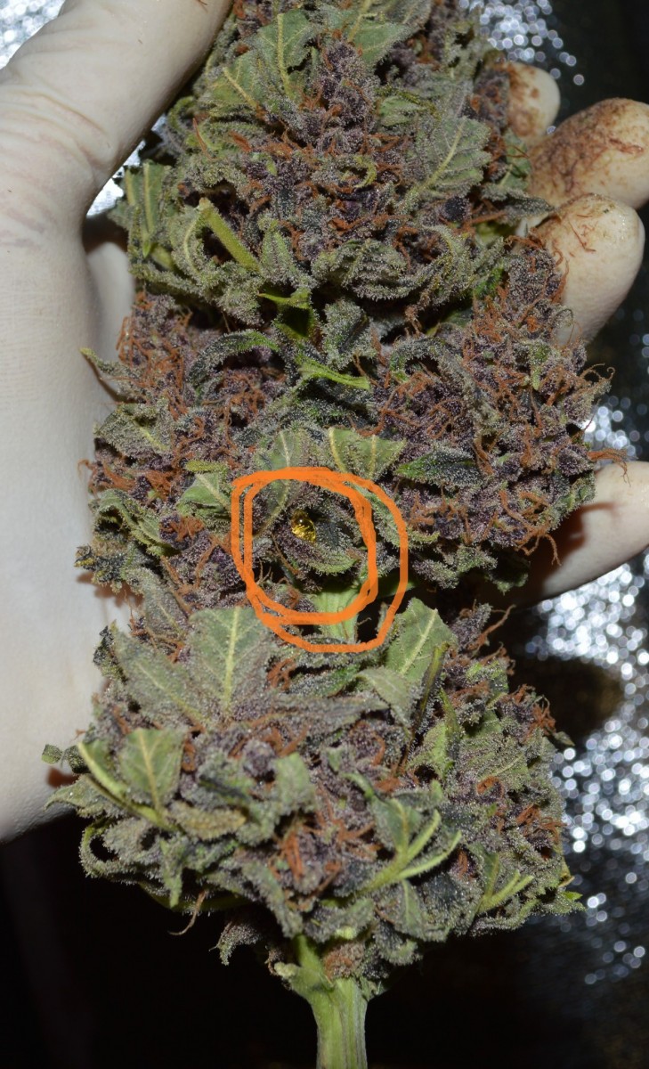 purpmoonrockz resin some more (1) - Copy - Copy