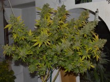 Clones at 79 days fl top colas harvest 7.11 (1) (1024x767)