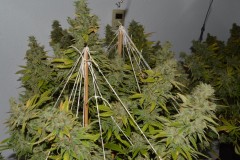 Clones at 79 days fl top colas harvest 7.11 (2) (1024x681)