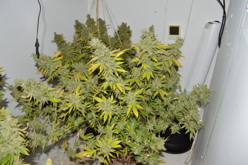 Clones at 79 days fl top colas harvest 7.11 (6) (1024x681)