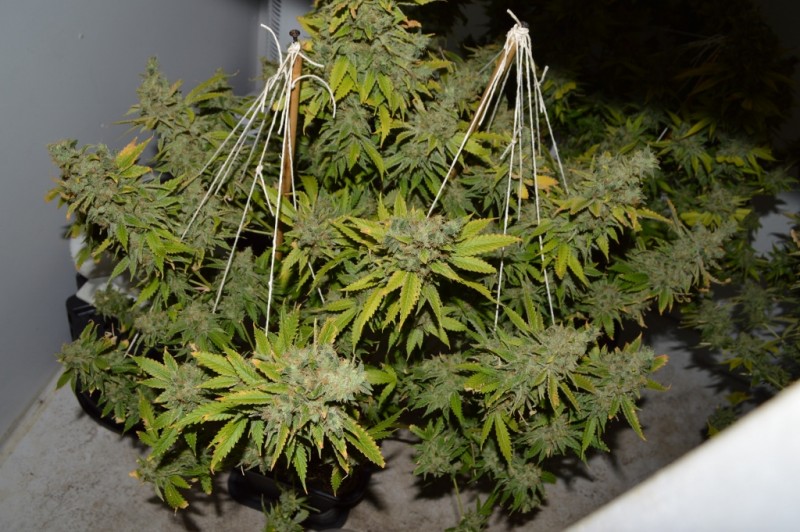 Clones at 79 days fl top colas harvest 7.11 (5) (1024x681)