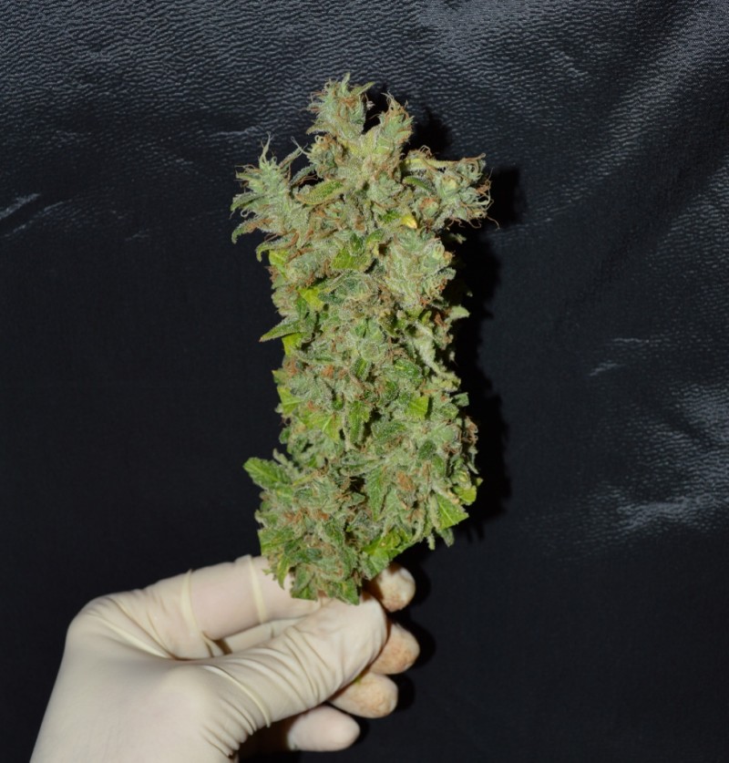 Clones at 79 days fl top colas harvest 7.11 (13) (979x1024)