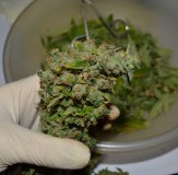 Clones at 79 days fl top colas harvest 7.11 (17) (1024x1007)