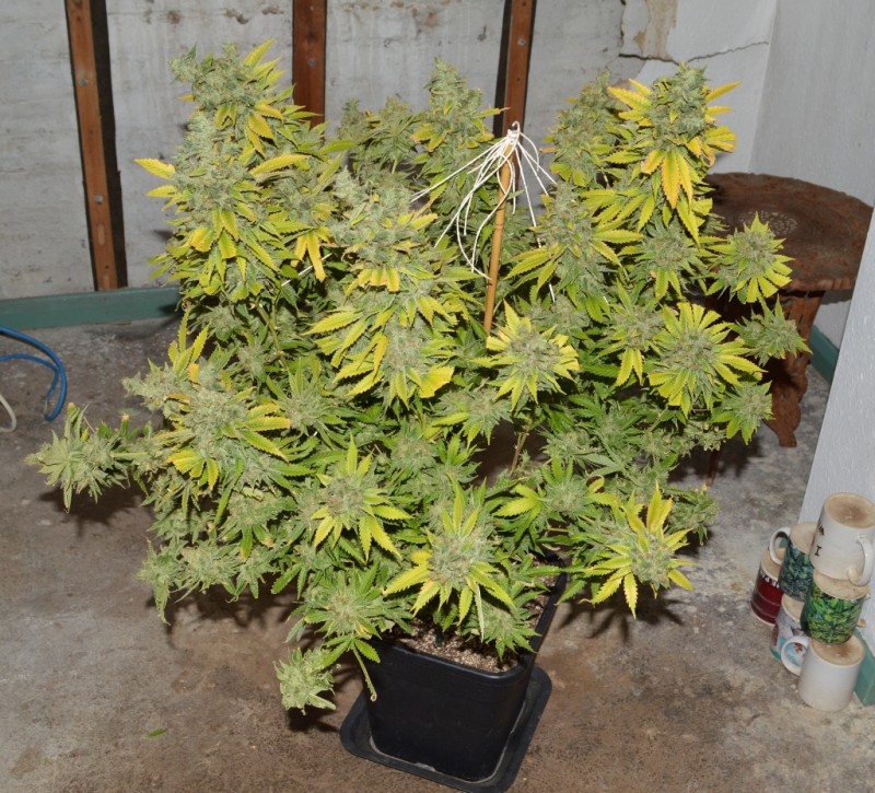 Clones at 79 days fl top colas harvest 7.11 (24) (1024x928)