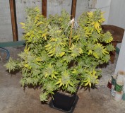 Clones at 79 days fl top colas harvest 7.11 (24) (1024x928)