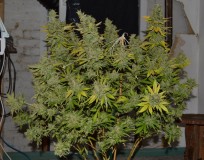 Clones at 79 days fl top colas harvest 7.11 (25) (1024x805)