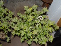 Clones at 79 days fl top colas harvest 7.11 (39) (1024x772)