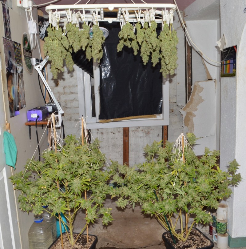 Clones at 79 days fl top colas harvest 7.11 (36) (1013x1024)