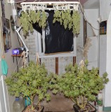 Clones at 79 days fl top colas harvest 7.11 (36) (1013x1024)