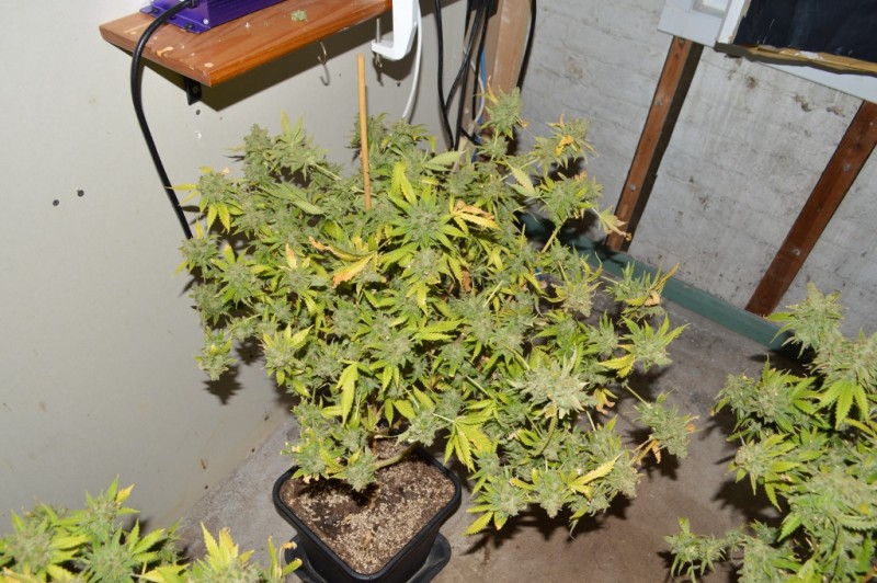 2nd half harvest 14 (2) (1024x681)