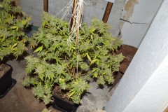 2nd half harvest 14 (3) (1024x681)