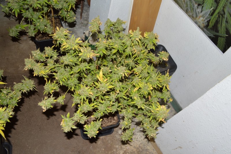 2nd half harvest 14 (5) (1024x681)