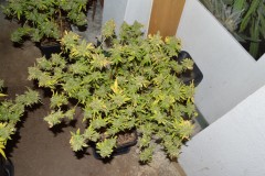 2nd half harvest 14 (5) (1024x681)