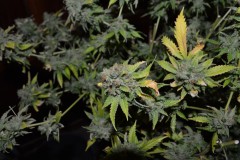 2nd half harvest 14 (6) (1024x681)