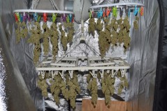 clones tops 14.11 (1024x681)