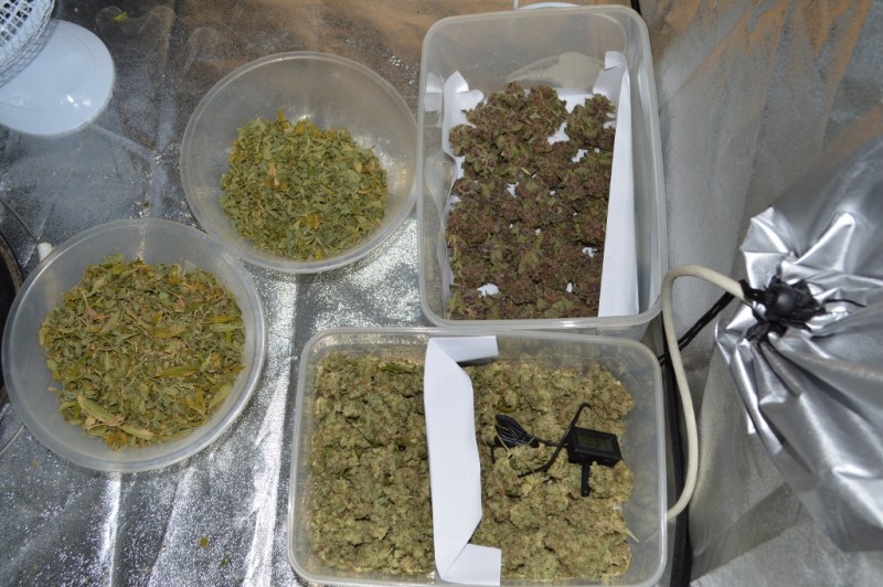 ogkush & purpmoon 14.11 (1024x681)