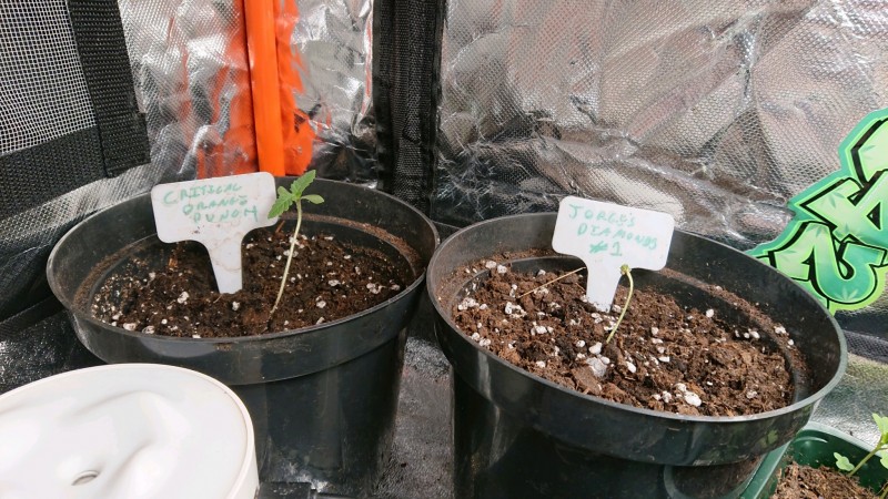 obscura1637176240959