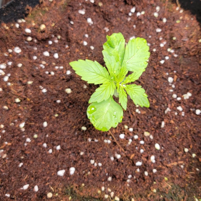 IMG_20211118_120403_303