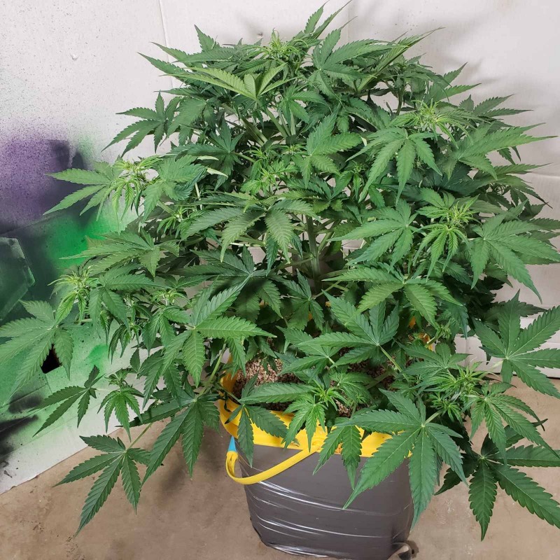 16372869533974297876374740513534