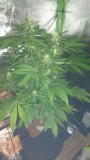 sour diesel 2