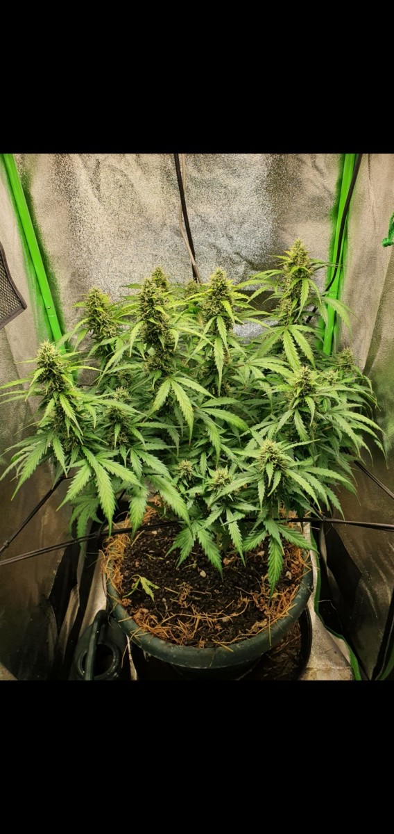 Screenshot_20211120-102003_Gallery