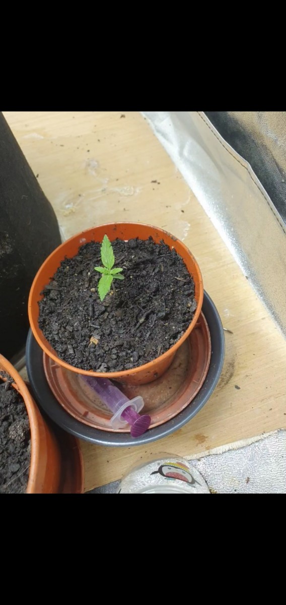 Screenshot_20211120-101940_Gallery