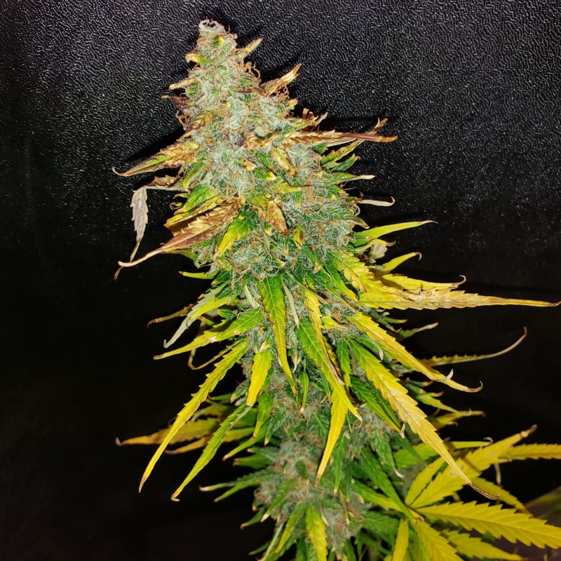 16374518645836467674564381258129