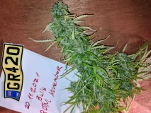 20211120_212438_compress86