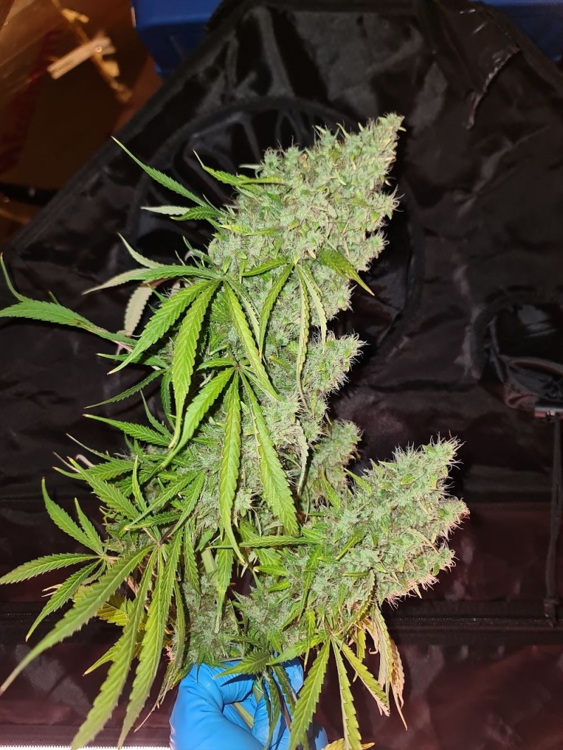 20211120_213856_compress32