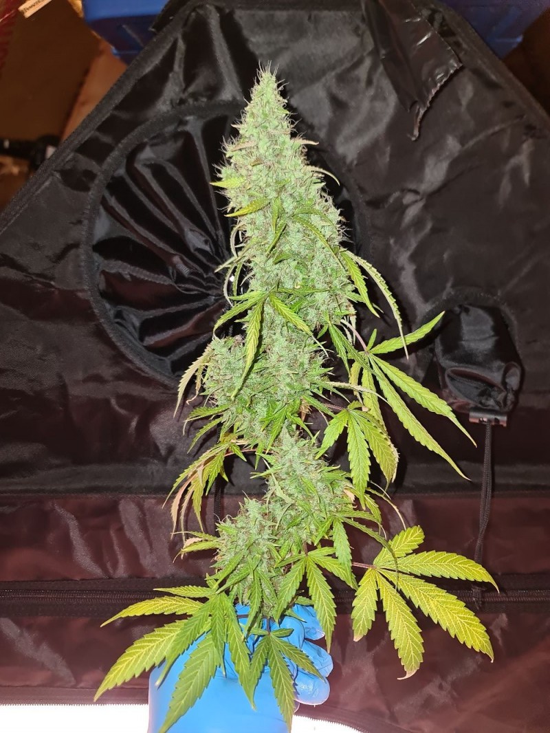 20211120_214343_compress53