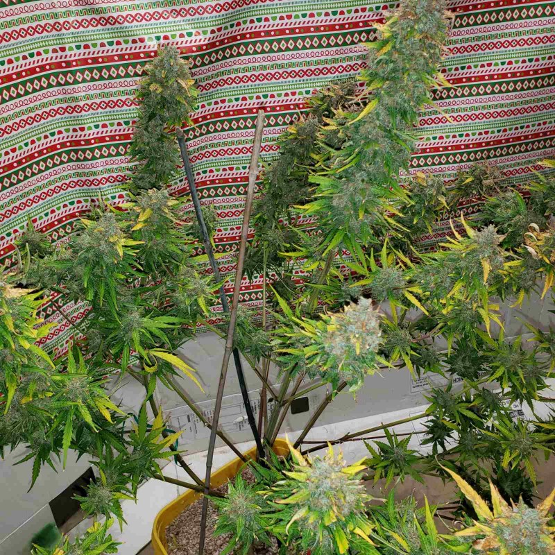 1637530735910633771278376411496