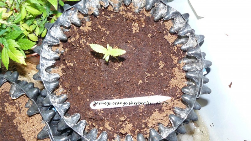 bigger drobe 23 11 21 001