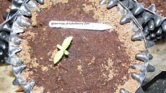 bigger drobe 23 11 21 002