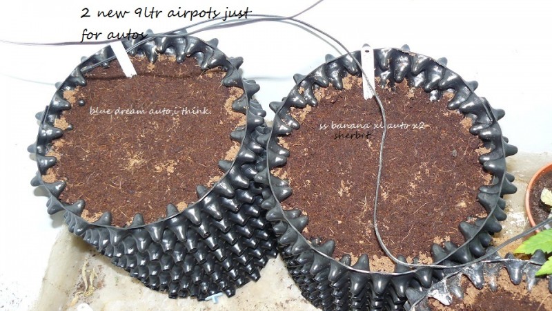 bigger drobe 23 11 21 005