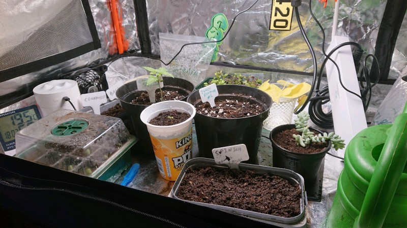 obscura1637773790514