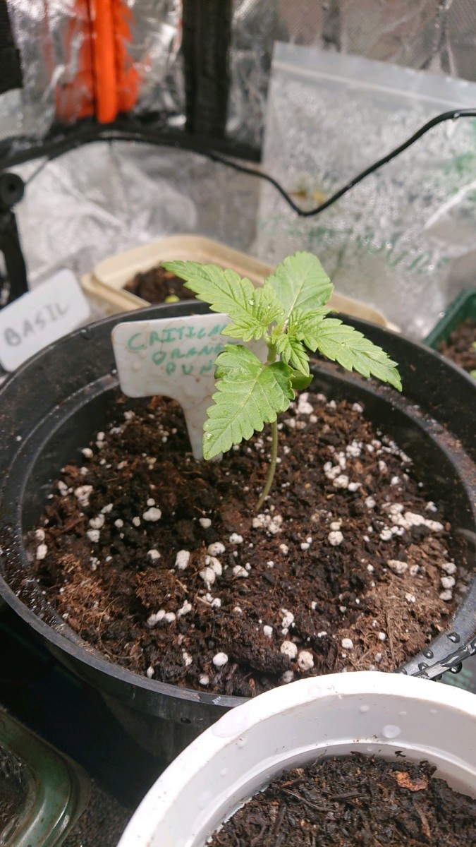 obscura1637774203710