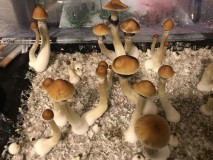 5EE4E754-8F81-4212-B7DC-0E6A195219F5