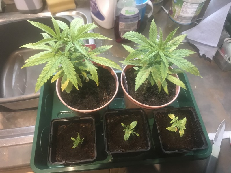 A982F217-069B-425E-A0A1-CDE6AFC07675