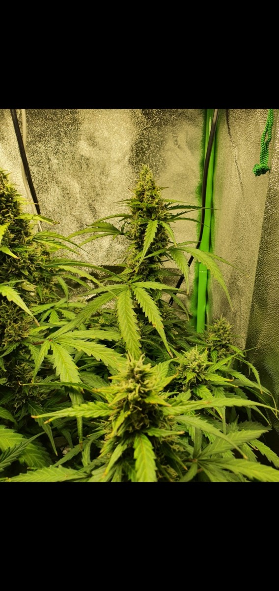 Screenshot_20211125-215817_Gallery