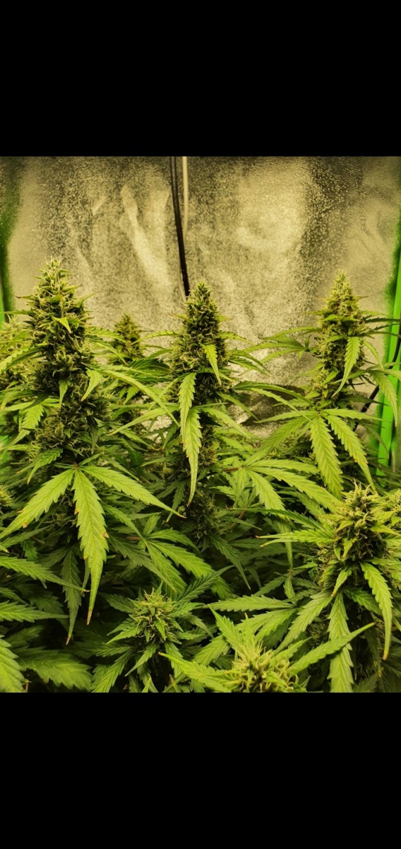 Screenshot_20211125-215804_Gallery