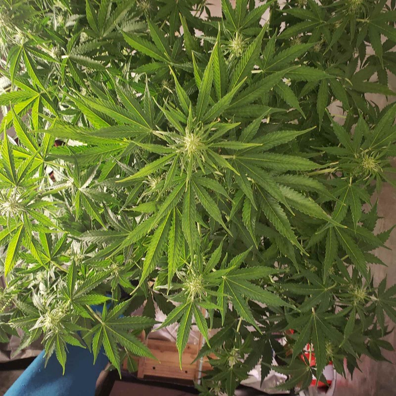 16379736453781217072270923066553