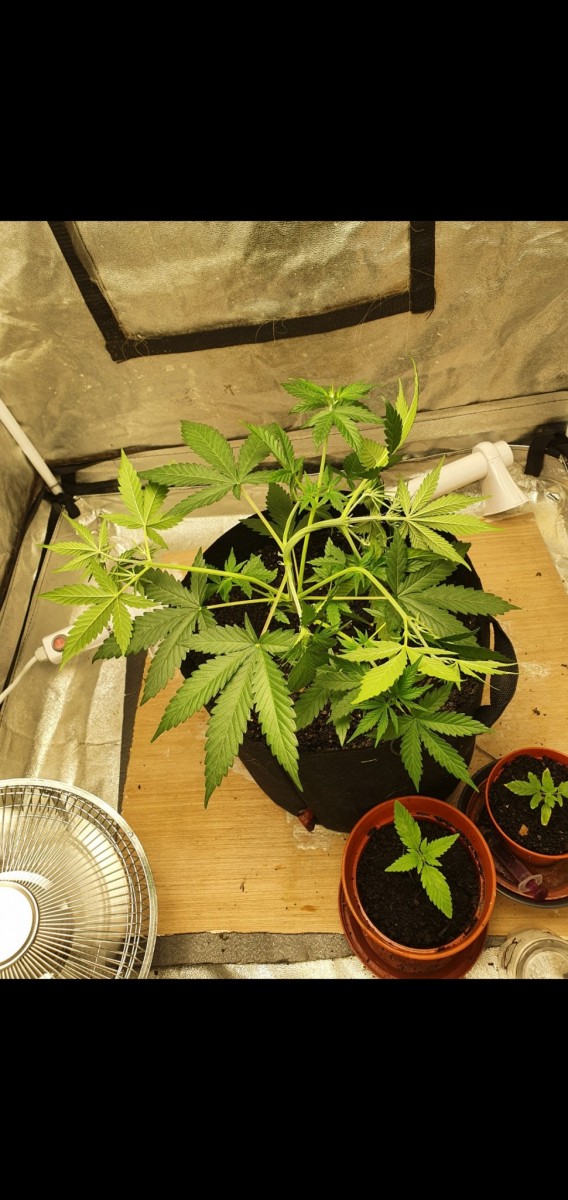 Screenshot_20211130-131335_Gallery