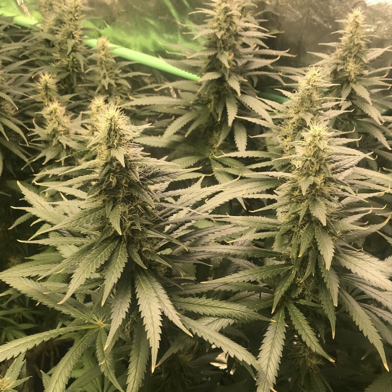 8813213C-3A2B-4E9F-838B-BAEFEBA6AC40