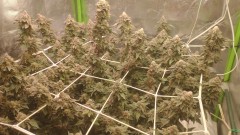 IMG_20211202_071832112