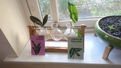 obscura1638443232634